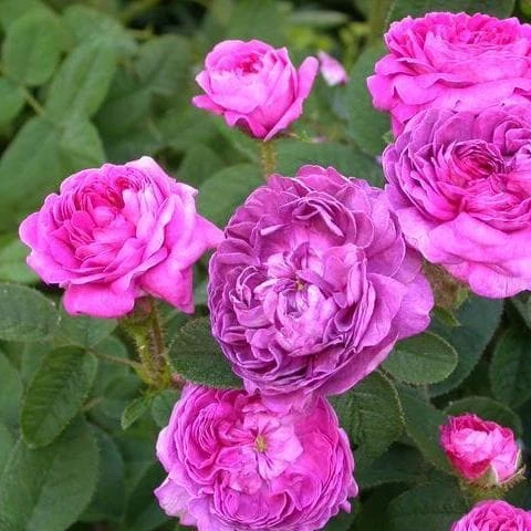 Rosa Belle De Crecy - Old Gallica Shrub Rose 4 Rosa Belle De Crecy - Old Gallica Shrub Rose - Image 4