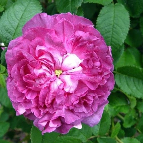 Rosa Belle De Crecy - Old Gallica Shrub Rose 1 Rosa Belle De Crecy - Old Gallica Shrub Rose
