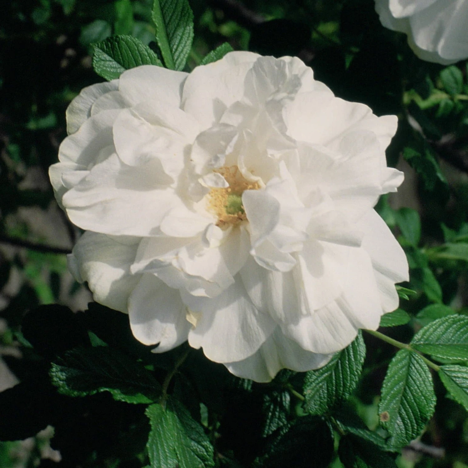Rosa Blanc Double De Coubert - Rugosa Rose 1 Rosa Blanc Double De Coubert - Rugosa Rose