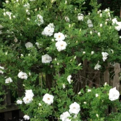 Rosa Blanc Double De Coubert - Rugosa Rose 6 Rosa Blanc Double De Coubert - Rugosa Rose -Future Forests Rosa Blanc Double de Coubert 4