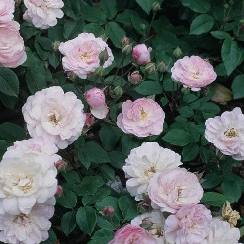 Rosa Blush Noisette - Climbing Rose 3 Rosa Blush Noisette - Climbing Rose - Image 3