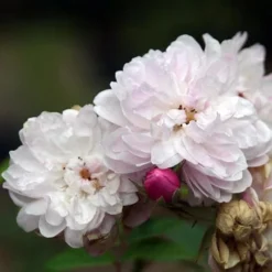 Rosa Blush Noisette - Climbing Rose 10 Rosa Blush Noisette - Climbing Rose -Future Forests Rosa Blush Noisette 2
