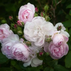 Rosa Blush Noisette - Climbing Rose 11 Rosa Blush Noisette - Climbing Rose -Future Forests Rosa Blush Noisette 3