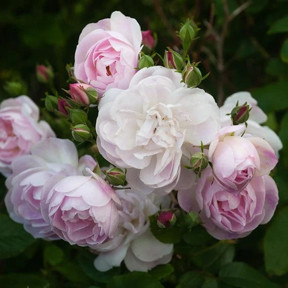 Rosa Blush Noisette - Climbing Rose 5 Rosa Blush Noisette - Climbing Rose - Image 5