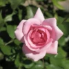 Rosa Bonica - Modern Shrub Rose