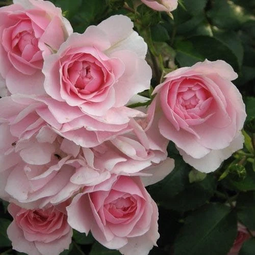 Rosa Bonica - Modern Shrub Rose 3 Rosa Bonica - Modern Shrub Rose - Image 3