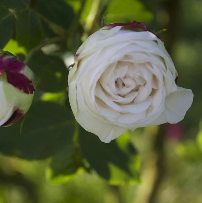 Rosa Boule De Neige - Old Bourbon Shrub Rose 2 Rosa Boule De Neige - Old Bourbon Shrub Rose - Image 2