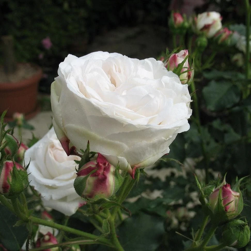 Rosa Boule De Neige - Old Bourbon Shrub Rose 3 Rosa Boule De Neige - Old Bourbon Shrub Rose - Image 3