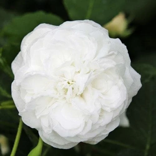 Rosa Boule De Neige - Old Bourbon Shrub Rose 1 Rosa Boule De Neige - Old Bourbon Shrub Rose