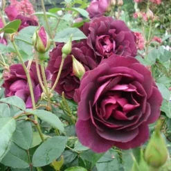 Rosa Burgundy Ice - Floribunda Shrub Rose 4 Rosa Burgundy Ice - Floribunda Shrub Rose -Future Forests Rosa Burguundy ice 3