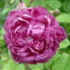 Rosa Cardinal De Richelieu - Gallica Shrub Rose