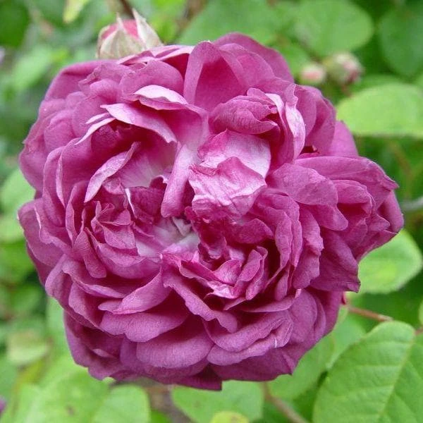 Rosa Cardinal De Richelieu - Gallica Shrub Rose 1 Rosa Cardinal De Richelieu - Gallica Shrub Rose