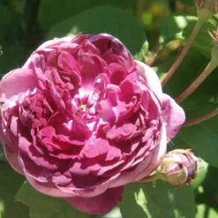 Rosa Cardinal De Richelieu - Gallica Shrub Rose 7 Rosa Cardinal De Richelieu - Gallica Shrub Rose -Future Forests Rosa Cardinal de Richelieu 3