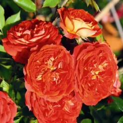 Rosa Carmen - Rugosa Rose -Future Forests Rosa Carmen 3