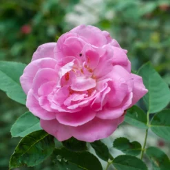 Rosa Centifolia - Old Shrub Rose -Future Forests Rosa Centifolia 4