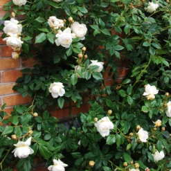 Rosa Claire Austin - David Austin Climbing Rose -Future Forests Rosa Claire Austin 02