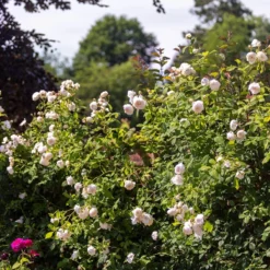 Rosa Claire Austin - David Austin Climbing Rose -Future Forests Rosa Claire Austin 03