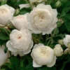 Rosa Claire Austin - David Austin Climbing Rose