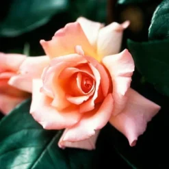 Rosa Compassion - Climbing Rose -Future Forests Rosa Compassion 1