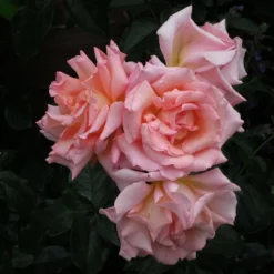 Rosa Compassion - Climbing Rose -Future Forests Rosa Compassion 1X