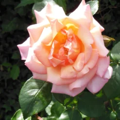 Rosa Compassion - Climbing Rose -Future Forests Rosa Compassion 2 X