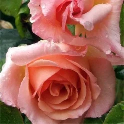 Rosa Compassion - Climbing Rose -Future Forests Rosa Compassion 3