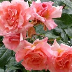 Rosa Compassion - Climbing Rose -Future Forests Rosa Compassion 4