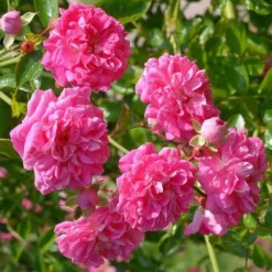 Rosa Dorothy Perkins - Rambling Rose -Future Forests Rosa Dorothy Perkins 3