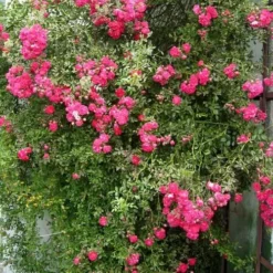 Rosa Dorothy Perkins - Rambling Rose -Future Forests Rosa Dorothy Perkins 4