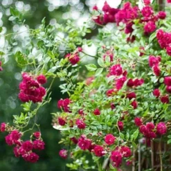 Rosa Excelsa - Rambling Rose -Future Forests Rosa Excelsa 3