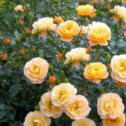 Rosa Flower Carpet Amber 2 Rosa Flower Carpet Amber - Image 2