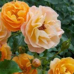 Rosa Flower Carpet Amber 11 Rosa Flower Carpet Amber -Future Forests Rosa Flower Carpet Amber Xxxx