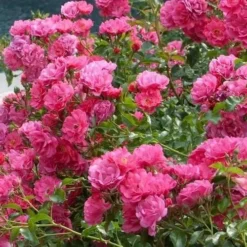 Rosa Flower Carpet Pink -Future Forests Rosa Flower Carpet Pink 1