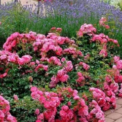 Rosa Flower Carpet Pink -Future Forests Rosa Flower Carpet Pink 3 Xx