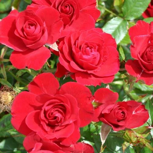 Rosa Flower Carpet Ruby 2 Rosa Flower Carpet Ruby - Image 2