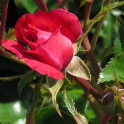Rosa Flower Carpet Ruby 9 Rosa Flower Carpet Ruby -Future Forests Rosa Flower Carpet Ruby 2