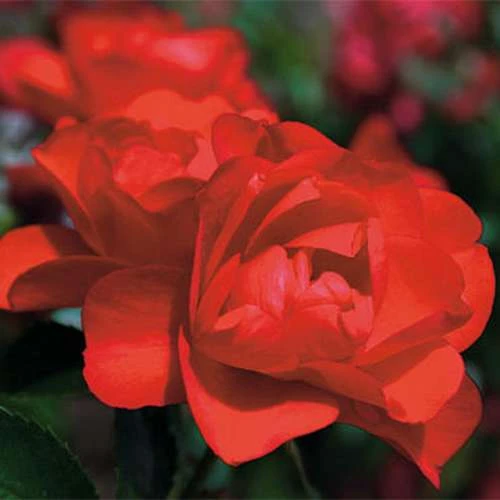 Rosa Flower Carpet Scarlet 1 Rosa Flower Carpet Scarlet
