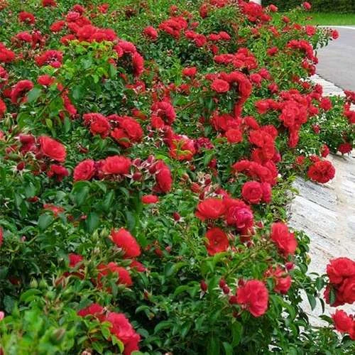 Rosa Flower Carpet Ruby 6 Rosa Flower Carpet Ruby - Image 6