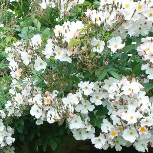 Rosa Francis E. Lester - Rambling Rose 1 Rosa Francis E. Lester - Rambling Rose