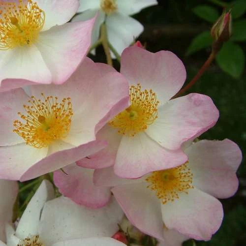 Rosa Francis E. Lester - Rambling Rose 2 Rosa Francis E. Lester - Rambling Rose - Image 2