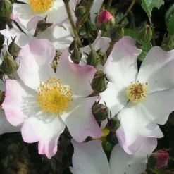 Rosa Francis E. Lester - Rambling Rose 7 Rosa Francis E. Lester - Rambling Rose -Future Forests Rosa Francis E Lester 3