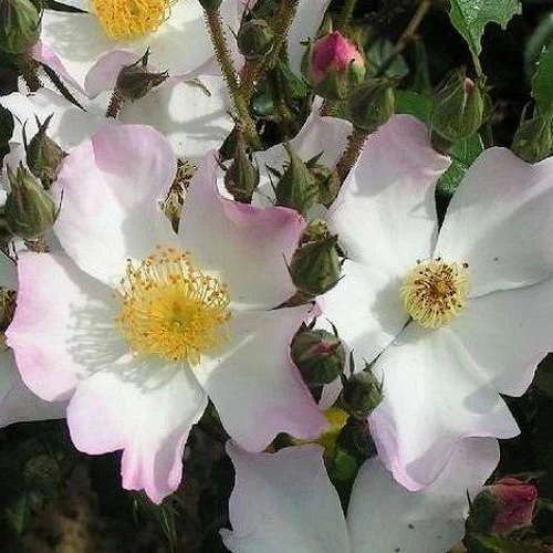 Rosa Francis E. Lester - Rambling Rose 3 Rosa Francis E. Lester - Rambling Rose - Image 3