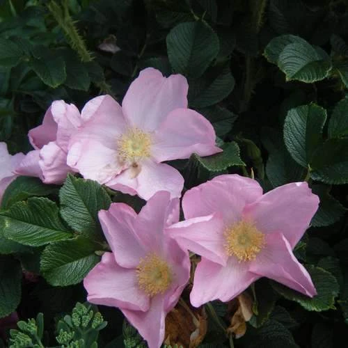 Rosa Fru Dagmar Hastrup - Rugosa Rose 1 Rosa Fru Dagmar Hastrup - Rugosa Rose