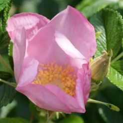 Rosa Fru Dagmar Hastrup - Rugosa Rose 7 Rosa Fru Dagmar Hastrup - Rugosa Rose -Future Forests Rosa Frau Dagmar Hastrup X