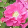 Rosa Gallica Officinalis - Old Shrub Rose