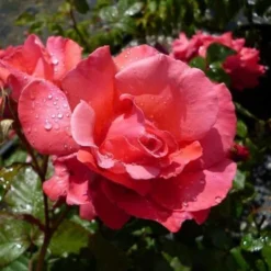 Rosa Galway Bay - Climbing Rose -Future Forests Rosa Galway Bay 01