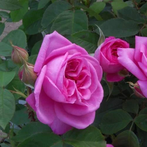 Rosa Gertrude Jekyll 2 Rosa Gertrude Jekyll - Image 2