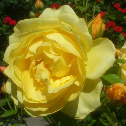 Rosa Ausmas (Graham Thomas) - David Austin Shrub Rose 2 Rosa Ausmas (Graham Thomas) - David Austin Shrub Rose - Image 2