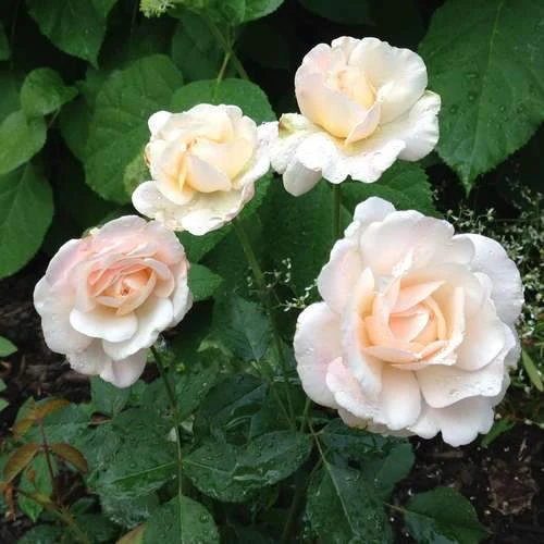 Rosa Gruss An Achen - Old Shrub Rose 2 Rosa Gruss An Achen - Old Shrub Rose - Image 2