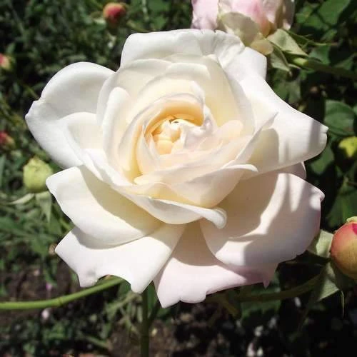 Rosa Gruss An Achen - Old Shrub Rose 1 Rosa Gruss An Achen - Old Shrub Rose